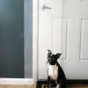 Cat * | Clawguard Original Door Scratch Shield, 43 X 18 In Store