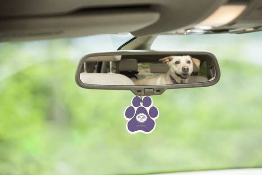 Cat * | Pet House Lavender Green Tea Car Air Freshener Free Delivery