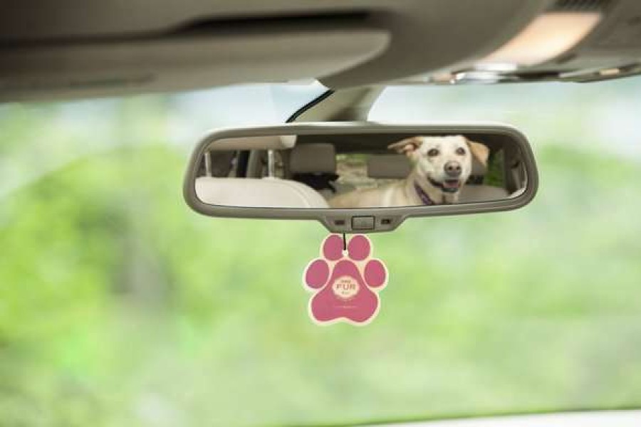 Cleaning & Potty * | Pet House Vanilla Creme Brulee Car Air Freshener Hot Sale