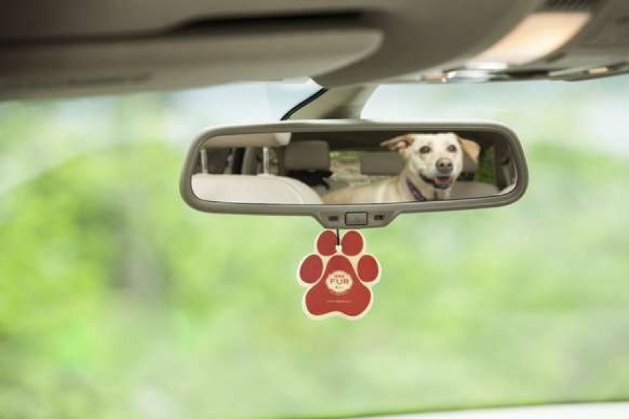 Cat * | Pet House Apple Cider Car Air Freshener Sale